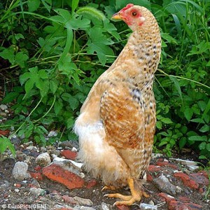 صدق او لا تصدق …. فرخه تشبه بطريق سبحان الله !! ادخل وشوف الصور